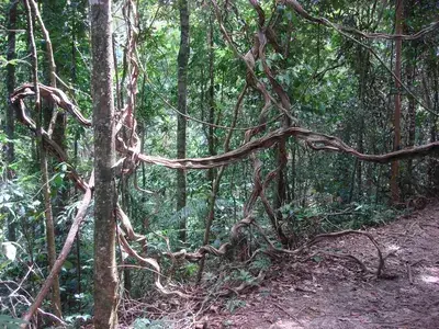 Asa Wright Nature Centre